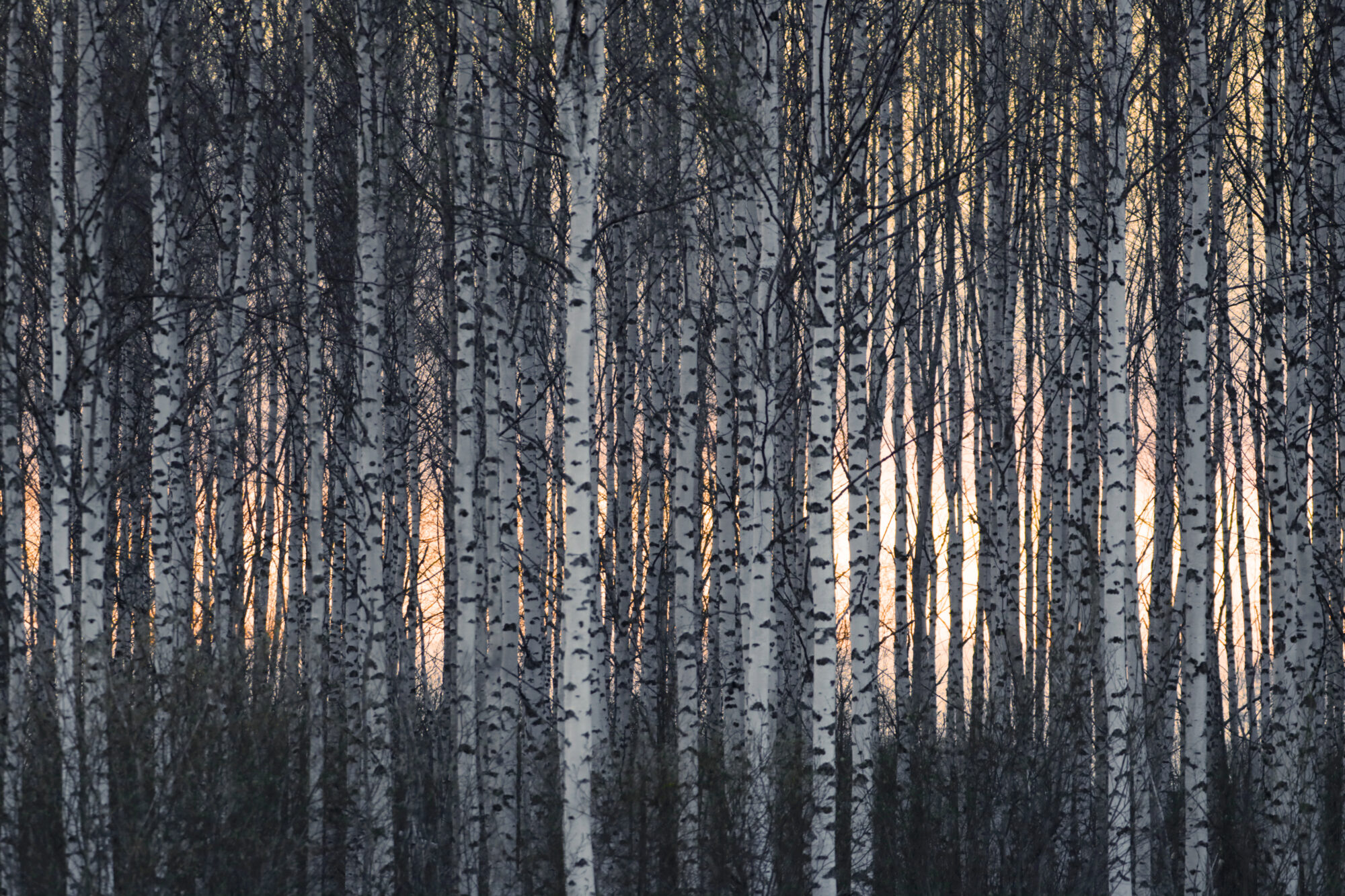 Osuudet Ja Omistajat Arvo Sijoitusosuuskunta