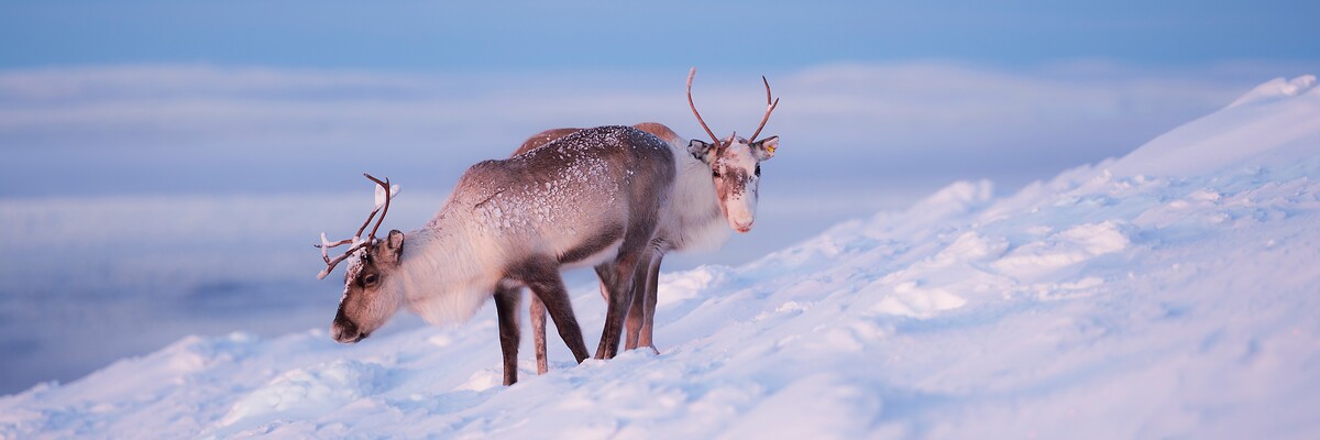 Destination Lapland - lappilaista vieraanvaraisuutta kolmannessa polvessa